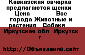 Кавказская овчарка -предлагаются щенки › Цена ­ 20 000 - Все города Животные и растения » Собаки   . Иркутская обл.,Иркутск г.